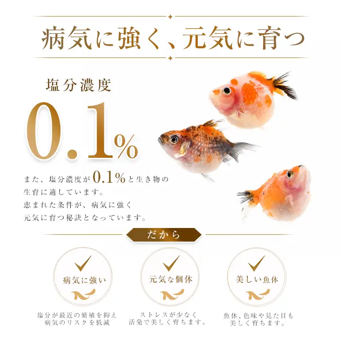 10営業日以内に発送 温水育ち ピンポンパール 5匹 otofarm IB148-003 ※北海道・沖縄・離島配送不可※金魚 金魚