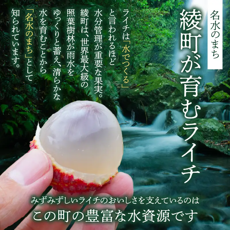 先行予約 希少 国産 綾 生ライチ 2種 食べ比べ セット 数量限定 果物 フルーツ くだもの 国産ライチ 2027年 トロピカルフルーツ 南国フルーツ 冷蔵 高級 デザート ギフト 贈り物 プレゼント ご褒美 おすすめ 産地直送 宮崎県 送料無料 【JA綾町】_A0114-2342