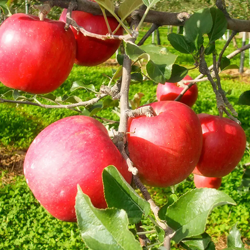 《定期便 2ヶ月に1回お届け》無添加製法 ストレートりんごジュース【AOMORI APPLE】250ml×12本 2ヶ月に1回×計3回 としぞう。