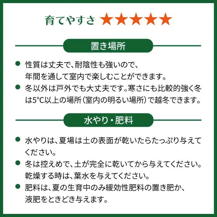 幸せを呼ぶ木『ガジュマル』　エッジボールポット 糸島市 / cocoha / 観葉植物 グリーン 緑 インテリア [AWB038]