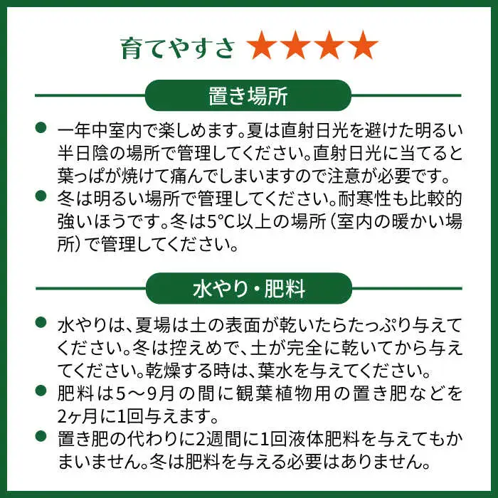 濃緑と赤紫のコントラストが美しい　シンゴニウム・チョコレート 糸島市 / cocoha / 観葉植物 グリーン 緑 インテリア [AWB039]