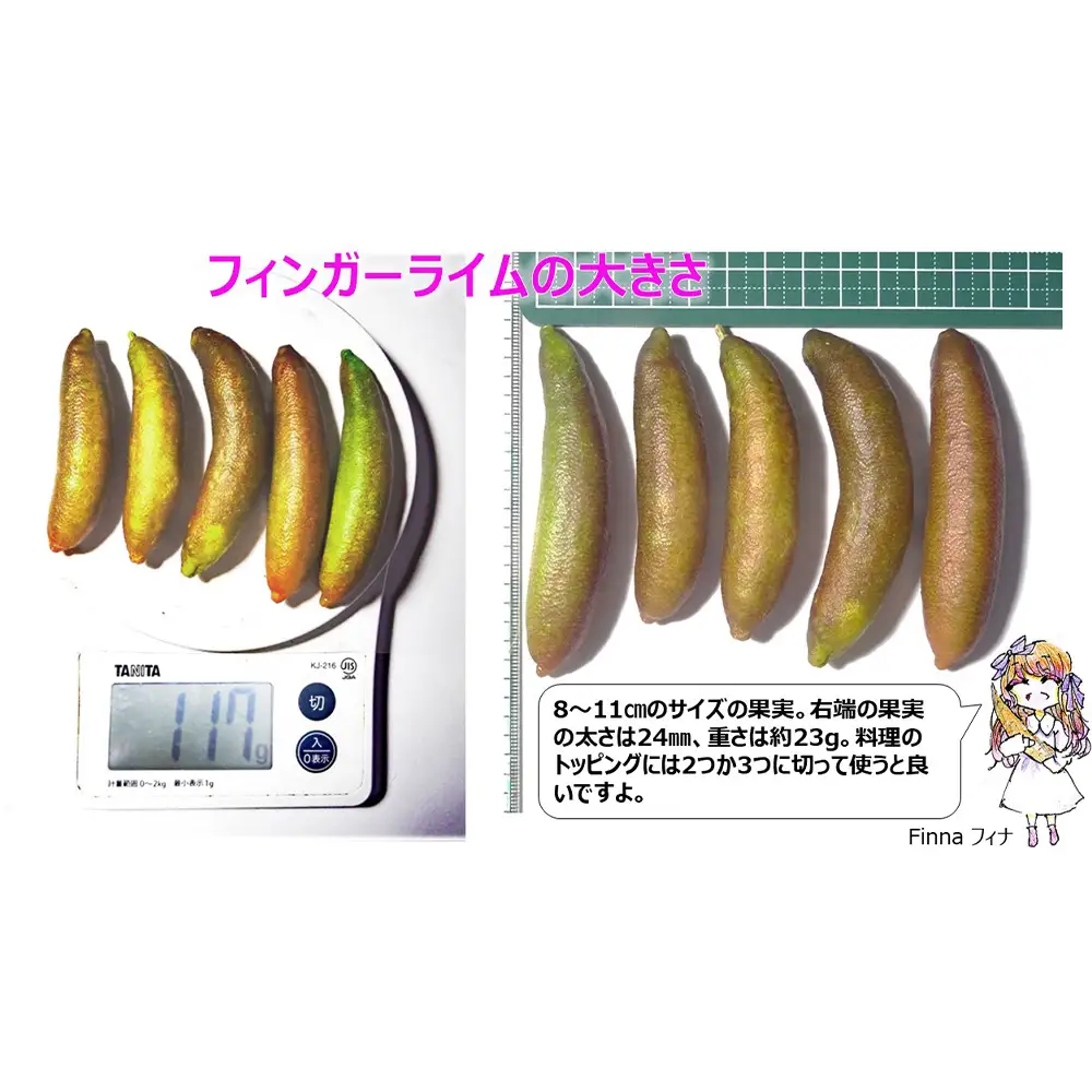 No.504 フィンガーライム　200g