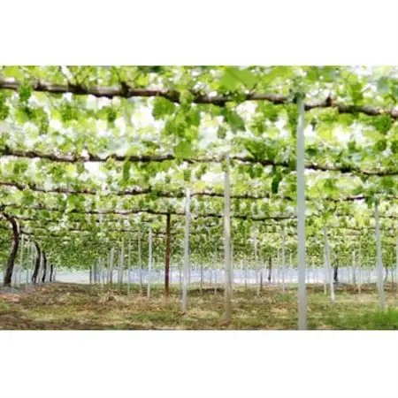 【2027年先行受付】訳あり岡山県産ぶどう詰合せ　1.2kg(シャインマスカット+ピオーネ)【配送不可地域：離島】【1633329】