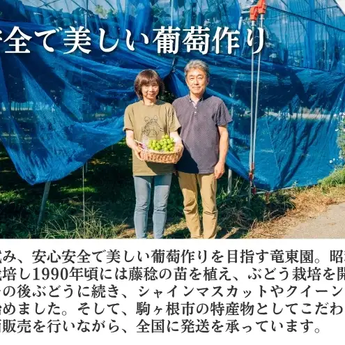 2026年産 ぶどう ナガノパープル 約600g（1房）果物 フルーツ デザート 信州 長野 駒ケ根市