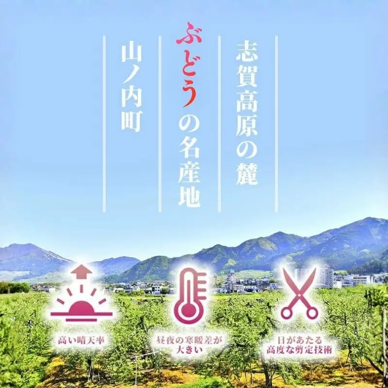 ぶどう 訳あり 家庭用 クイーンルージュ 2kg 4～6房 ぶどう