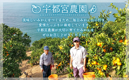 ＜産地直送 愛媛県明浜町産 せとか 約5kg＞ ※2027年3月上旬～3月下旬迄に順次出荷予定 セトカ 果物 くだもの みかん ミカン 柑橘 フルーツ 柑橘類 果実 高級 糖度 果汁 柑橘の大トロ 甘い 国産 5キロ 特産品 宇都宮農園 愛媛県 西予市【常温】AUN0004