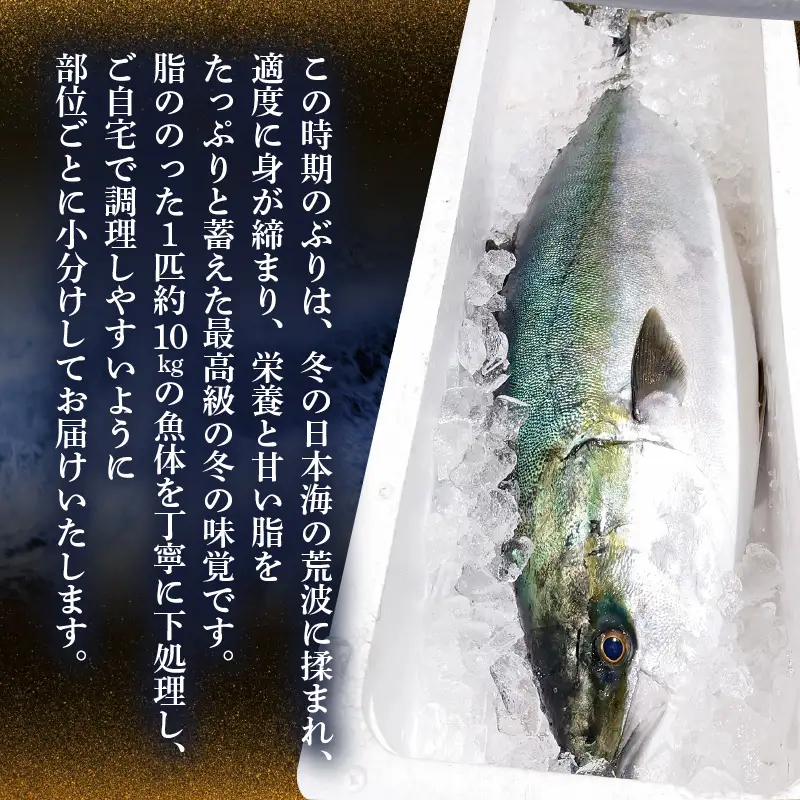 【先行予約】若狭・日向の天然寒ブリ 脂たっぷり 部位ごと食べ比べ  Aセット（腹＋背 計800g前後）【2026年12月下旬以降順次発送】寒ぶり [m17-e004]