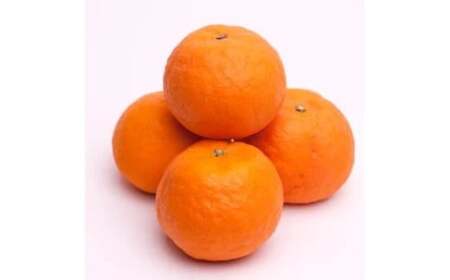 カラマンダリン 2.5kg+250g（痛み補償分） 厳選 / カラ カラオレンジ カラみかん 南津海 なつみ 高級 和歌山 有田 柑橘 晩柑 ※4月上旬～5月順次発送 ※北海道・沖縄・離島への配送不可 【ikd015-p-2d5A】