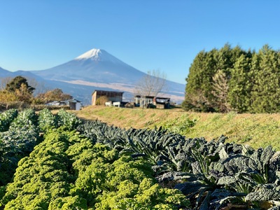 季節彩る旬の野菜セット 野菜 やさい サラダ 季節 詰合せ 新鮮 おまかせ 詰め合わせ 10品種前後 収穫 国産 産地直送 静岡県 三島市