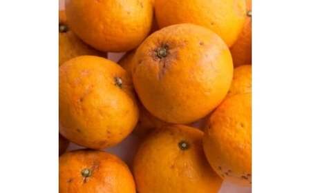 甘夏柑 家庭用 2.5kg+250g（痛み補償分） 光センサー / みかん 甘い 訳あり 柑橘 晩柑 和歌山 有田 ※4月上旬～6月下旬頃に順次発送 ※北海道・沖縄・離島への配送不可 【ikd023-c-2d5A】