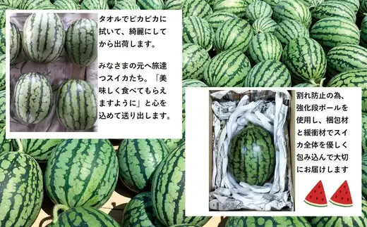 シャリっと甘い小玉スイカ！あきた夏丸チッチェ＜小1個＞　50P3424【ひない渡辺農園しどけ村】