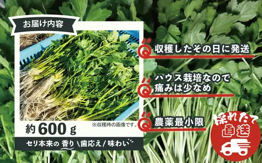 セリ 強い香りとシャキッとした歯応え 約600g　180P3202【ひない渡辺農園しどけ村】