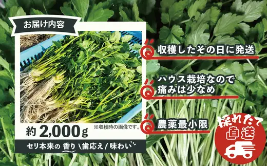 セリ 強い香りとシャキッとした歯応え 約2000g　600P3201【ひない渡辺農園しどけ村】