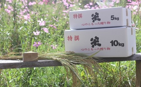特別栽培メダカ白米 約5kg 白米［1157-2］