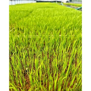 【定期便 6回】【令和7年度産】 米 ゆうだい21 12kg(2kg×6回) 生産者直送 白米 精米 ※沖縄・離島への配送不可