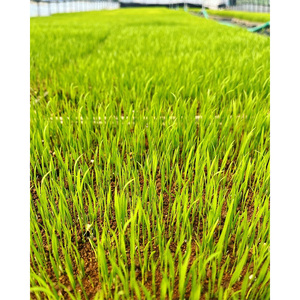 【令和7年度産】 米 ゆうだい21 10kg(10kg×1袋) 生産者直送 白米 精米 ※沖縄・離島への配送不可