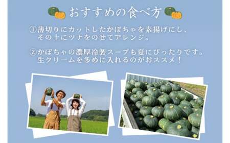 かぼちゃ 4kg以上 Mサイズ 野菜 南瓜 かぼちゃ