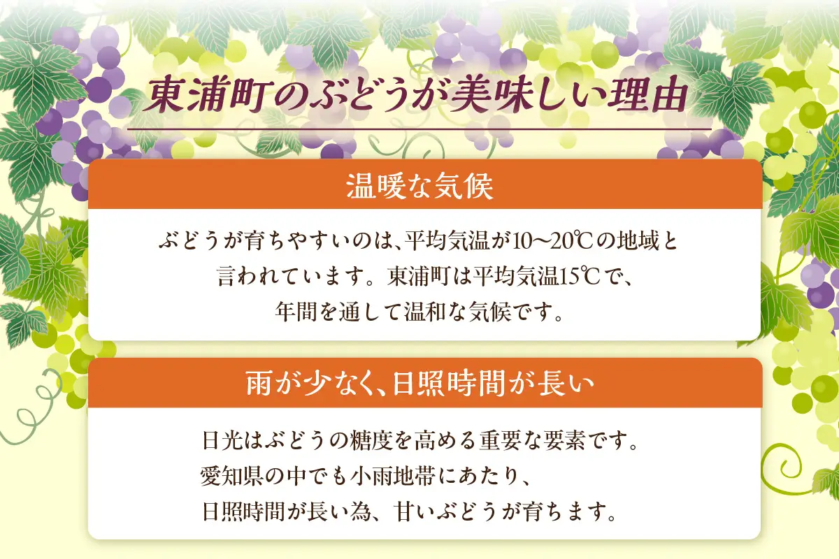 【先行予約】【2026年8月発送】東浦町産 種なし巨峰・約2kg｜ぶどう フルーツ 東浦町