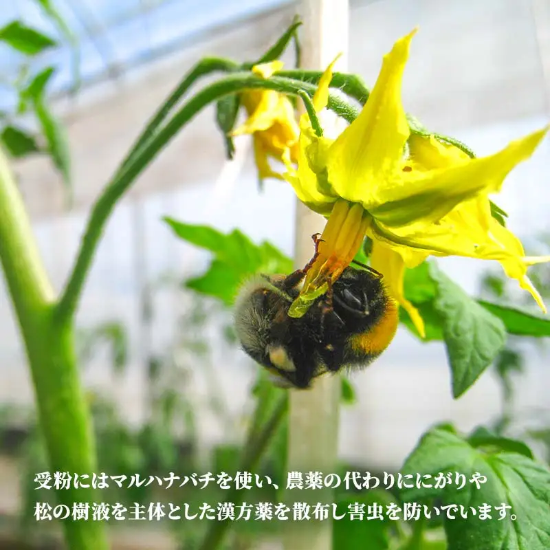 有機栽培トマトジュース ゆうきくん 20缶 食絶景北海道×ゼロカーボンアワード2023優秀賞 トマト ジュース 飲料 完熟 有機栽培 ロングセラー F6S-418