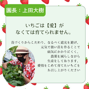 摘みたて氷いちご 2kg 冷凍いちご いちご イチゴ 苺