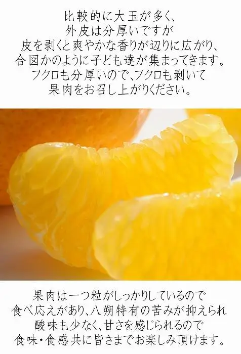 八朔 6kg 訳あり 木成り八朔［Mg20］