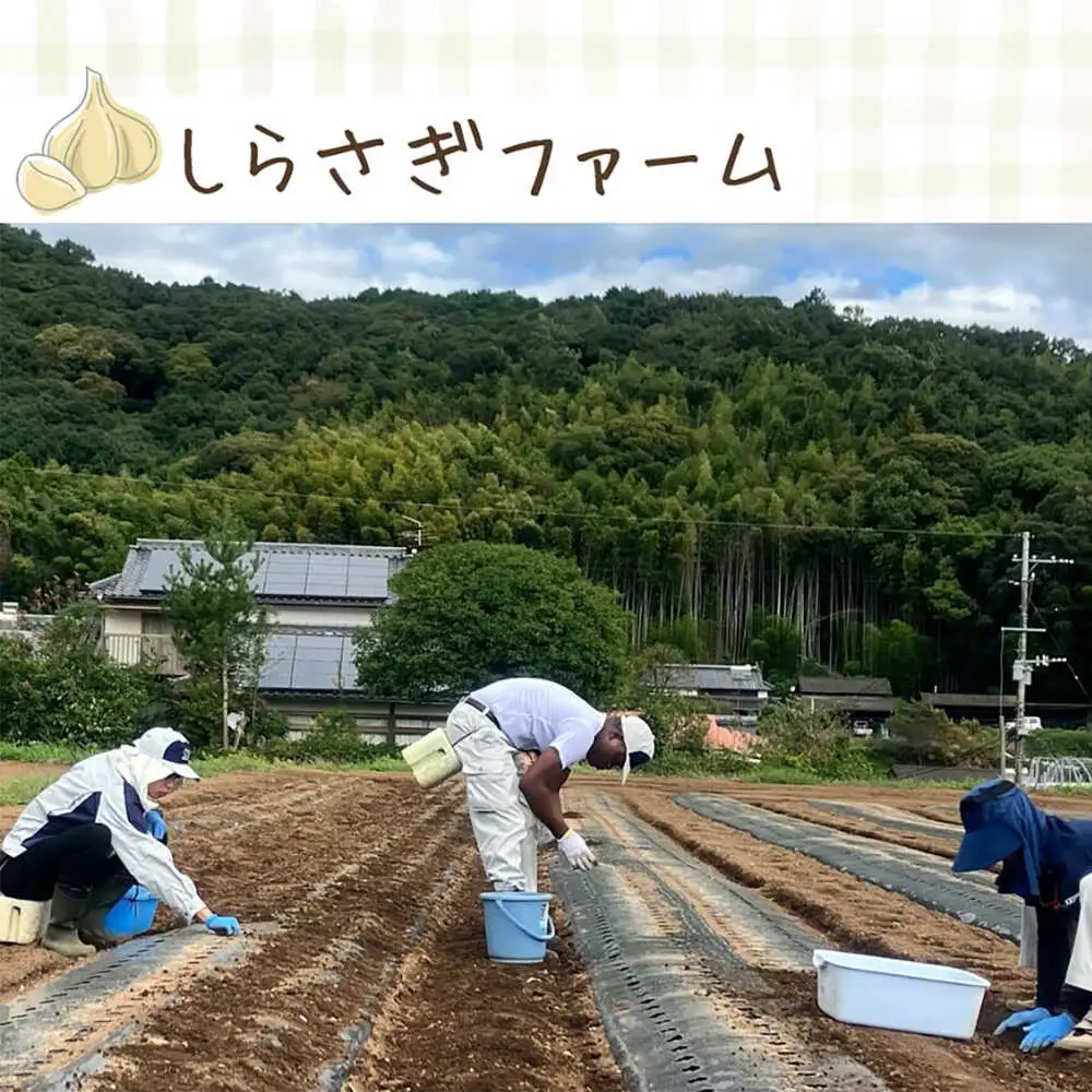 しらさぎファームの 黒にんにく 400g 黒にんにく BHBE001