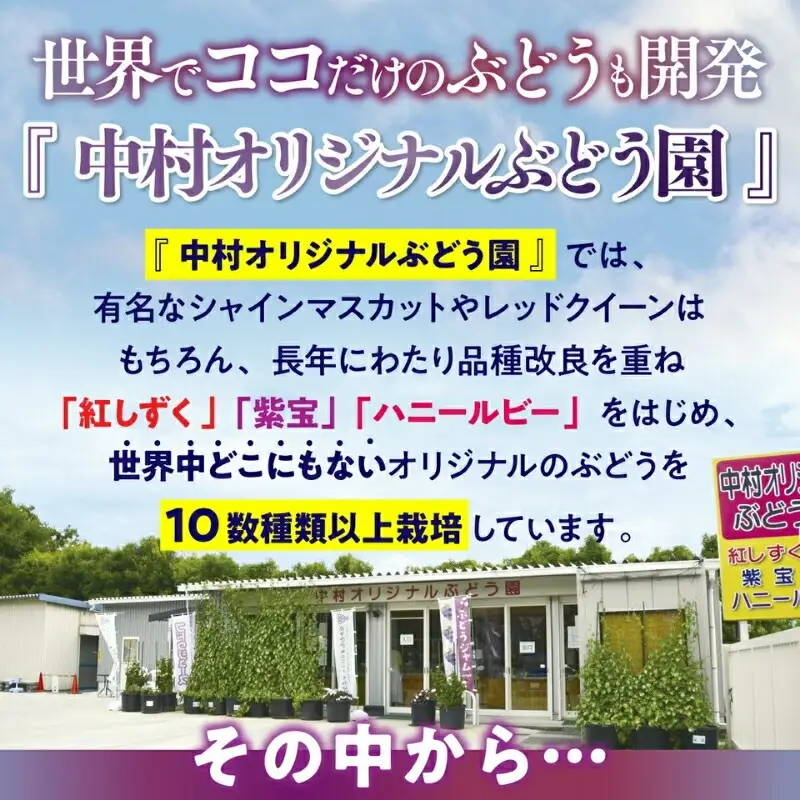 ぶどう詰め合わせ ここにしかないオリジナル品種 おまかせ詰め合わせ 皮ごと食べられるぶどう1種＋オリジナル2種合計約1.8㎏