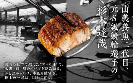うなぎ晴々 蒲焼き 新仔 5尾 うなぎ
