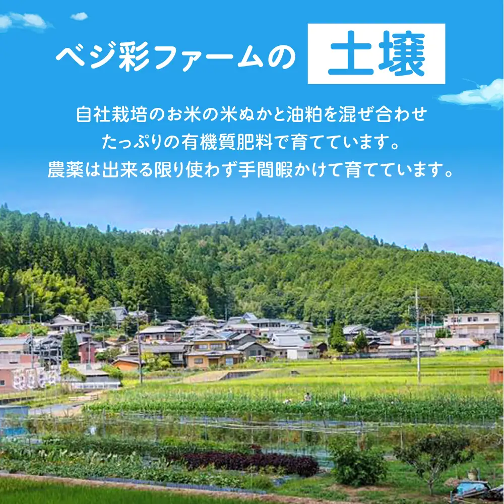 【全3回定期便】 米ぬかで育てた！旬のお野菜＆平飼い卵セット ベジ彩ファーム[AOEJ005] 野菜