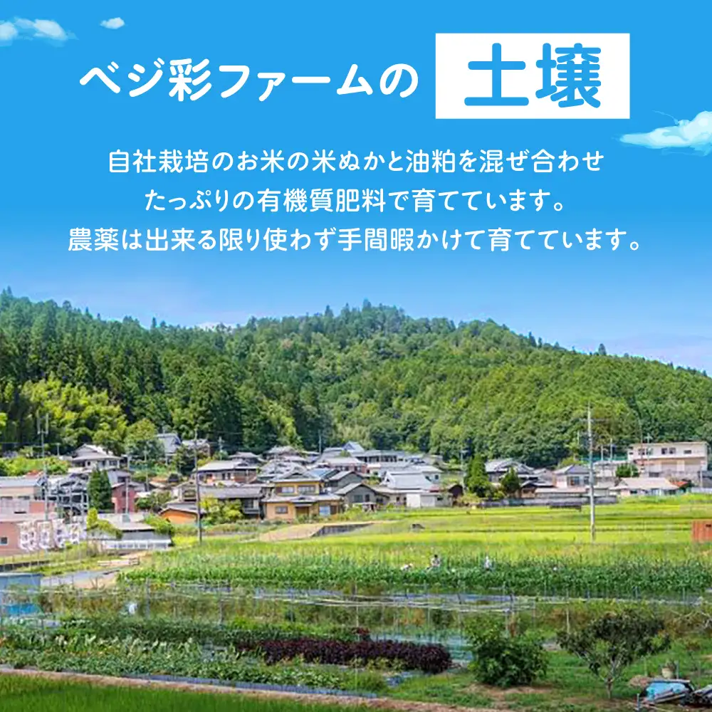 【全6回定期便】 米ぬかで育てた！旬のお野菜＆平飼い卵セット ベジ彩ファーム[AOEJ006] 野菜