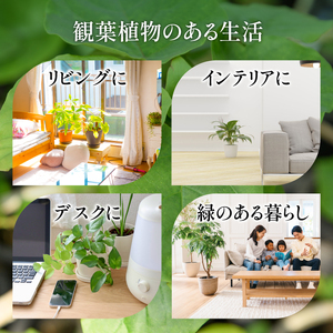 【観葉植物】ブレクナム 60cm～80cm Green Farm M IB075-024 観葉植物 ※北海道・沖縄・離島配送不可
