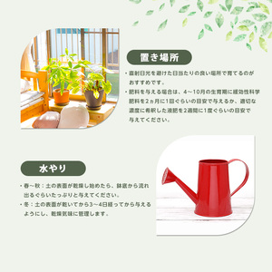 【観葉植物】ぺディランサス(ダイギンリュウ) 60cm～80cm Green Farm M IB075-025 観葉植物 ※北海道・沖縄・離島配送不可