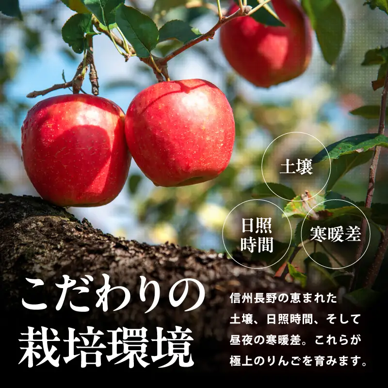 訳あり品 長野県産 サンふじ 約5kg ＜2027年1月上旬～2月上旬発送＞ | 長野県 飯田市