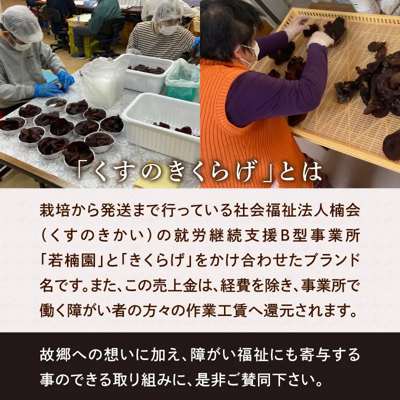 くすのきくらげ ３種セット(生きくらげ・乾燥きくらげ・パウダーきくらげ） 国産 八女産 肉厚 食物繊維 ビタミンD 腸活 美容食 栄養 コリコリ 小分け 使い切り 炒め物 スープ ラーメン 中華 福岡県 八女市 196-001
