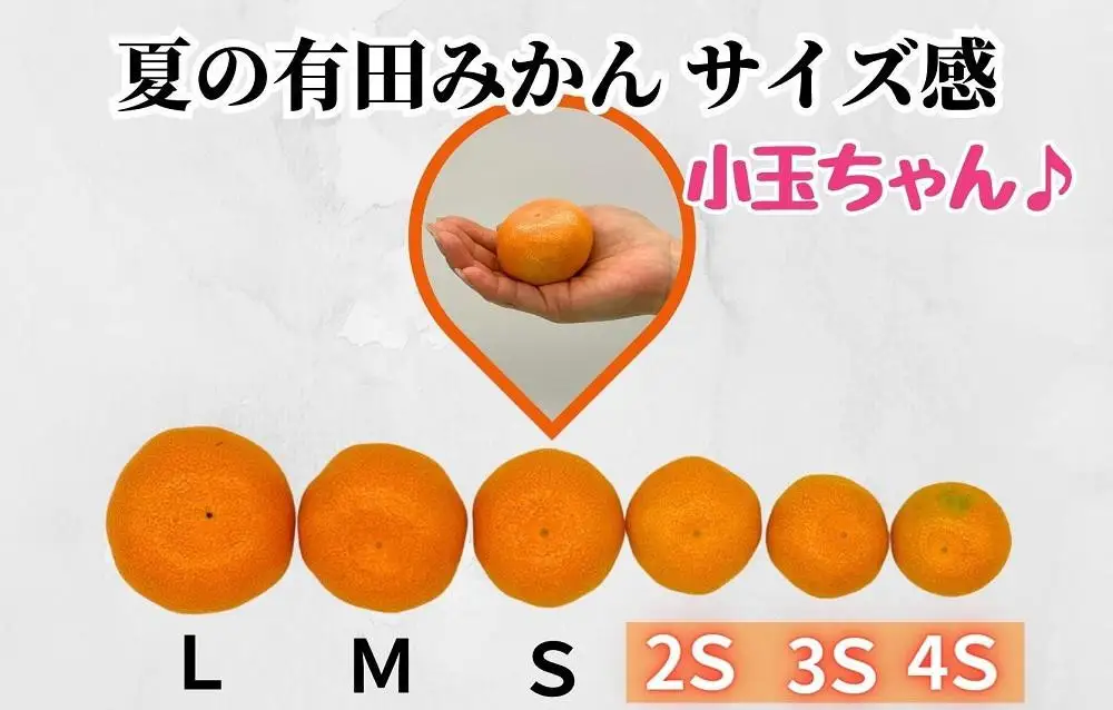 【お中元】小玉ちゃん ハウスみかん 温室栽培 夏の有田みかん 約1kg 秀品 2Sサイズ以下 和歌山県 産地直送 みかんの会 【7月上旬～8月上旬に順次発送】
