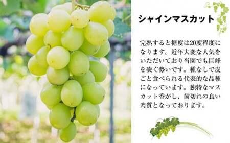 〈春田ぶどう園〉 【8月中旬～9月下旬順次発送】春田ぶどう園直送！【シャインマスカット１.2キロ以上】[M167-1] 果物 果汁 ぶどう 高級 福岡 フルーツ 甘い 福岡県 宮若市 送料無料