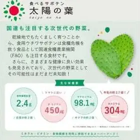 食べるサボテン 太陽の葉 フレッシュリーフ食用サボテン（１kg）