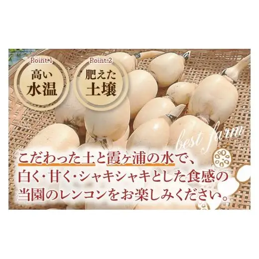 れんこん 4kg 蓮根 レンコン 野菜 エコ栽培 国産 茨城県産 茨城県 阿見町 新鮮 農家直送 産地直送 （89-02）