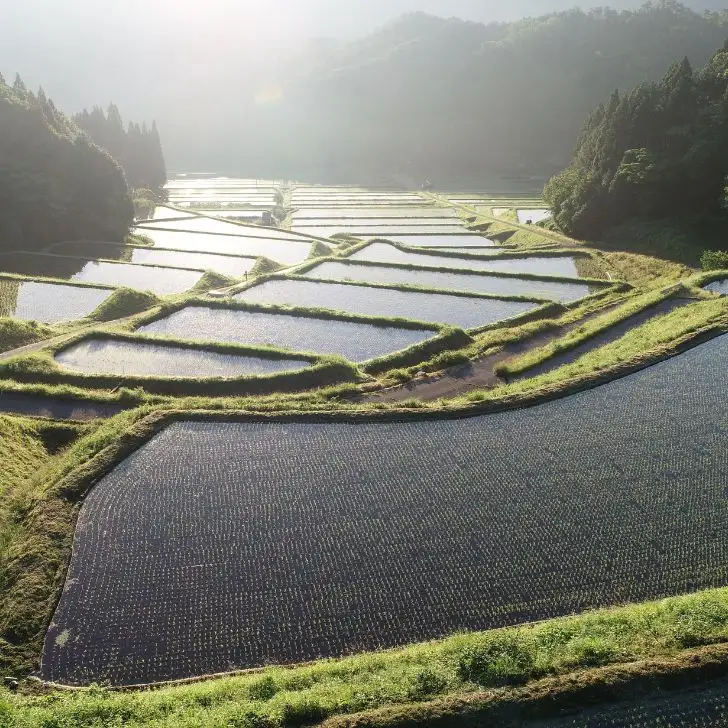 AJ7【令和8年産】新米 先行受付 生産年食味検査最高得点米「 飯戸の阜 」 白米 5kg 播州 コシヒカリ 【 米 こめ コメ 精米 玄米 8年産 令和8年 新米 こしひかり 秀 棚田 限定 数量限定 最高得点米 兵庫県産 宍粟市産 しそうし 】