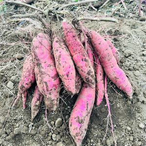 【先行予約】【10月中旬以降より順次発送】訳アリ 茨城県産シルクスイート 約5kg｜さつまいも 芋 サツマイモ シルクスイート 訳あり わけあり 茨城県 取手市（AS009）