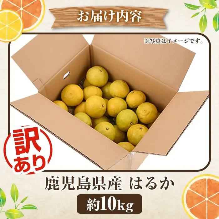 ＜先行予約受付中！2027年2月上旬以降順次発送予定＞訳ありはるか(約10kg) 国産 鹿児島県産 果物 フルーツ 柑橘 みかん はるか【松永青果】akn053-45