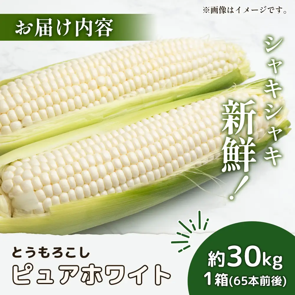 【2026年度発送分】上原農場直送 とうもろこし (ピュアホワイト)  約30kg 約65本前後【6601801】