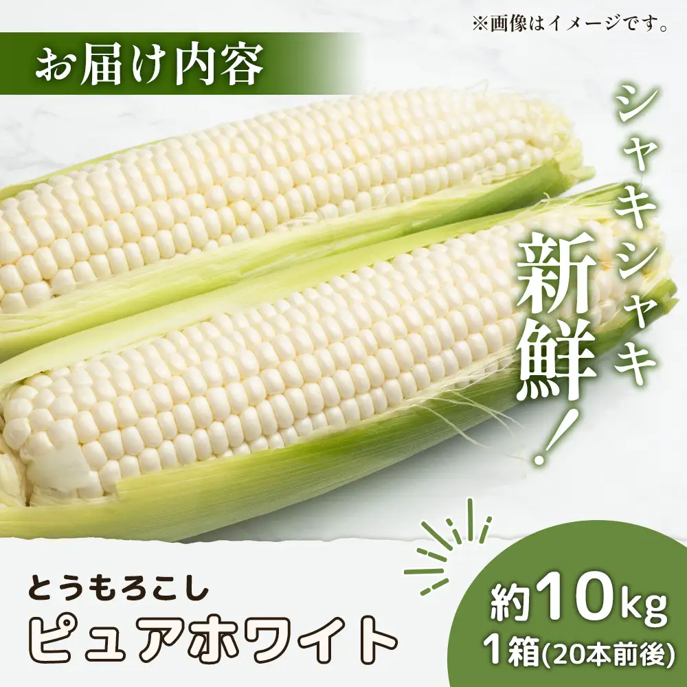 【2026年度発送分】上原農場直送　有機栽培とうもろこし (ピュアホワイト) 約10kg 約20本前後【6601701】