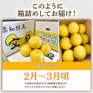 服部農園 土佐文旦  8個 贈答用 文旦 HT-06