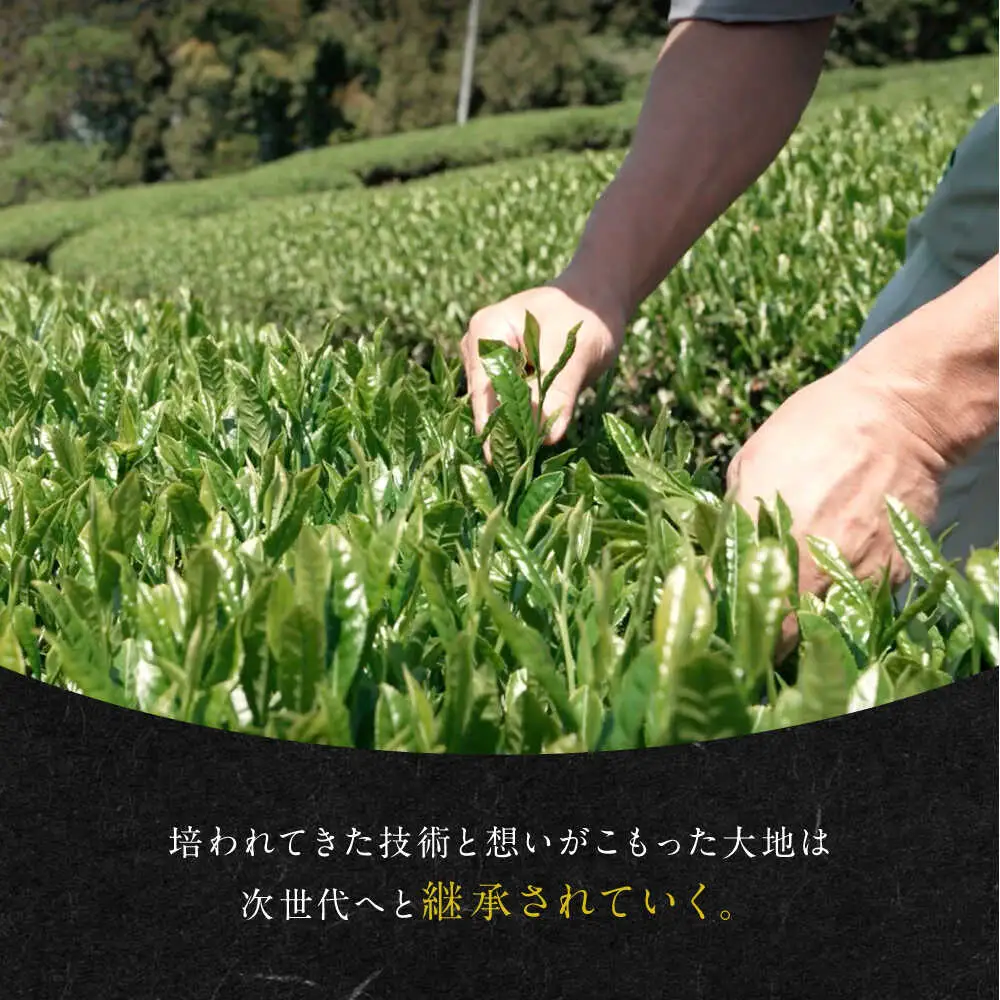 発酵和茶 trinitea 一番茶・二番茶ティーバッグセット 化粧箱入り / ヨリスグリ[AWBV002]和紅茶ティーバッグ
