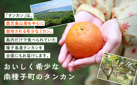 【定期便】【先行予約】 種子島 平山みかん 定期便 全2回 ポンカン タンカン 人気 種子島産 返礼品 南種子町 鹿児島 かごしま 【のっちーよ種子島】