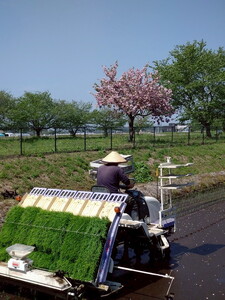 令和8年度産 とちぎの星30kg 栃木県芳賀町産玄米 | 米 お米 玄米 令和8年産 新米 とちぎの星 国産 単一米 期間限定 季節限定《2026年9月中旬-2027年1月末頃出荷予定》