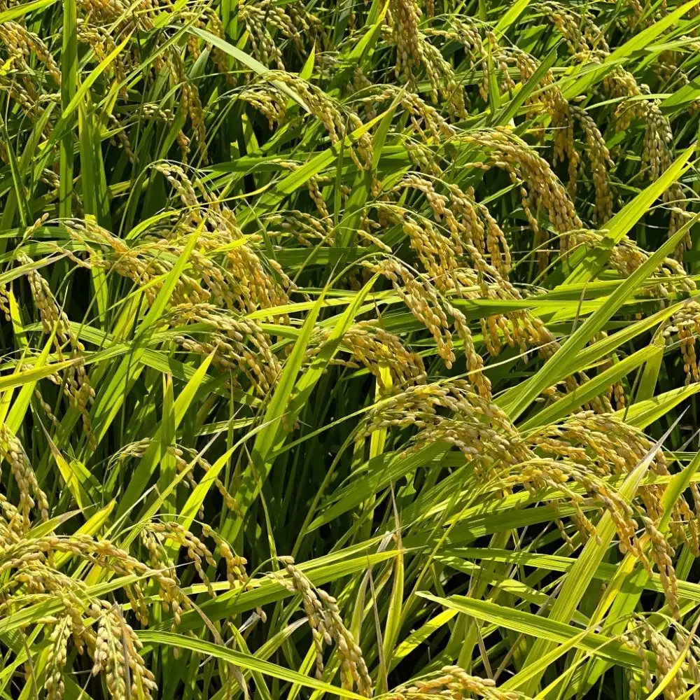 【令和８年産】新米 こしひかり（玄米）5kg 鈴鹿山麓の銘水が育てた米 │ 米どころ 三重県産 小山田地区  小山田米  米 コメ 白米 精米