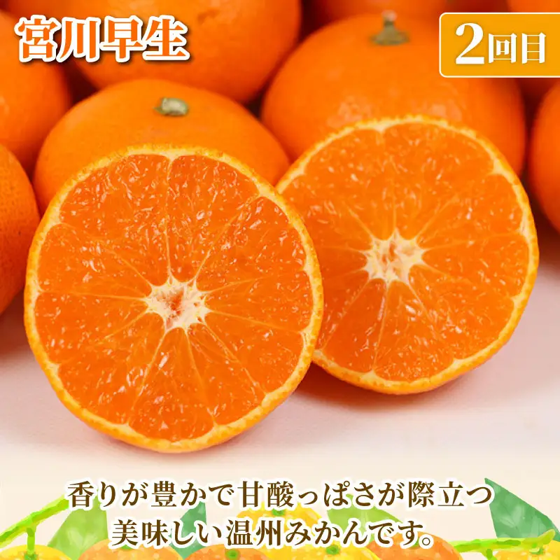 旬の 温州みかん 10kg × 3回 定期便 矢野青果 準贈答用 極早生 宮川早生 南柑20号 みかん mikan 愛媛みかん 愛媛ミカン 愛媛蜜柑 果物 くだもの フルーツ 濃厚 甘い 甘味 さっぱり 酸味 蜜柑 産地直送 数量限定 国産 愛媛 宇和島 B072-171028