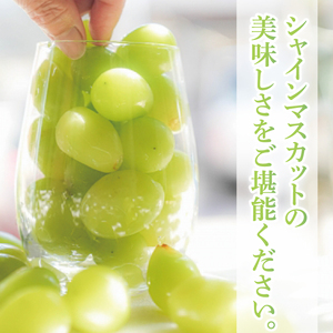 【9月より順次発送】【数量限定】訳あり バラ粒 箱込み1kg シャインマスカット（茨城県共通返礼品／かすみがうら市）（FW-9）